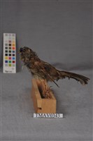 藏品(黑臉鵐)的圖片